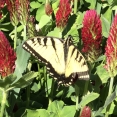 monarch-in-a-field-of-wild-clovers
