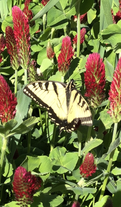 Monarch in a field of wild clo...
