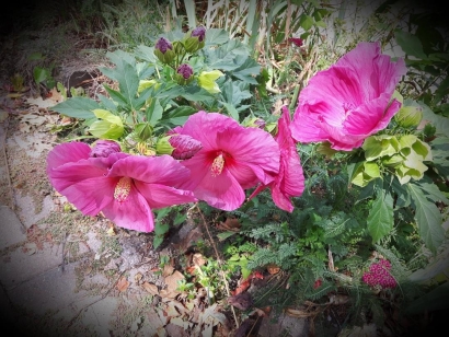 Flowers