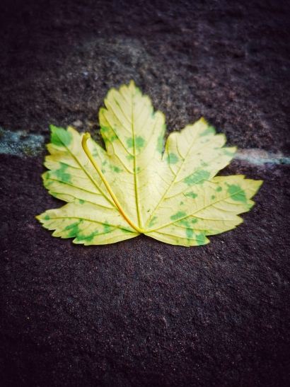 Yellow leaf