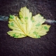 Yellow leaf