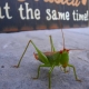 Backyard Friend