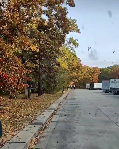 Leaves falling