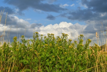 Yellow tansy against the sky.