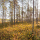 Pines and spruce trees. Autumn sunny day