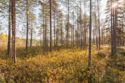 Pines and spruce trees. Autumn...