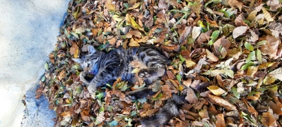 Autumn cat