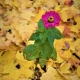 Unusual flower