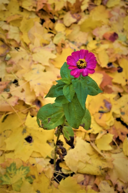 Unusual flower