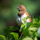 Eastern Towhee Adult Female
