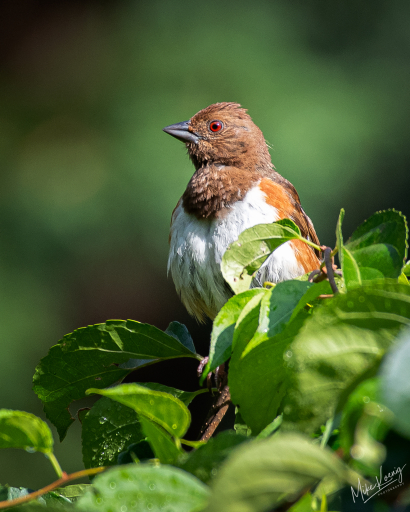 Eastern Towhee Adult Female