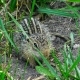 Gopher