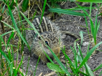 Gopher