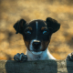 Portrait of a dog in autumn forest