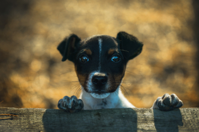 Portrait of a dog in autumn fo...