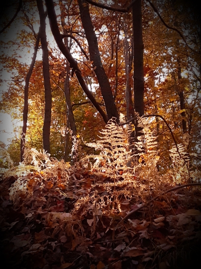 Decaying Ferns
