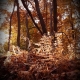 Decaying Ferns