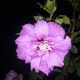 Night Bloom