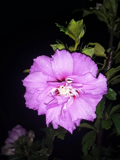 Night Bloom