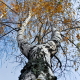 Look up