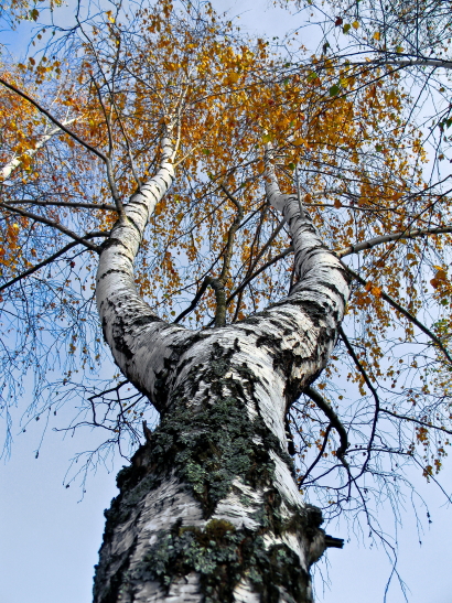 Look up
