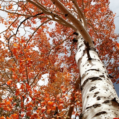 Fall aspens