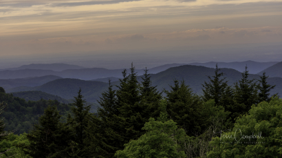 Tree Line