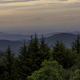 Tree Line