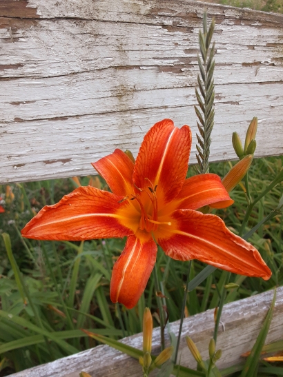 Orange perfection
