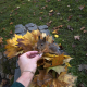 Squirrels forget where the nuts are hidden