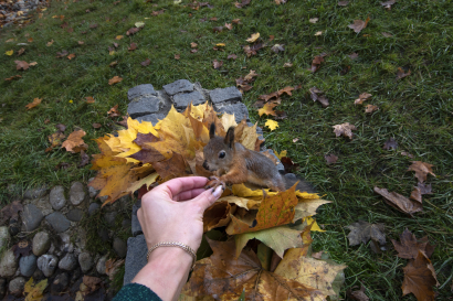 Squirrels forget where the nut...