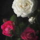 Red and White Roses Abstract 