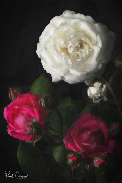 Red and White Roses Abstract 