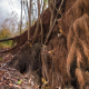 Roots