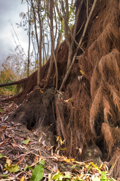 Roots