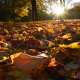 Orange leaves on the ground