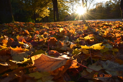 Orange leaves on the ground