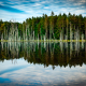 Forest Reflections