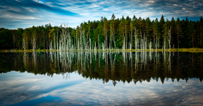 Forest Reflections
