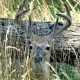 White tailed deer 