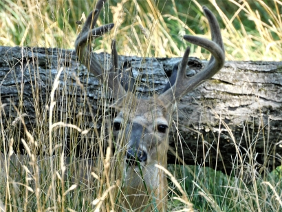 White tailed deer