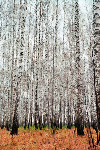 Russian gradient