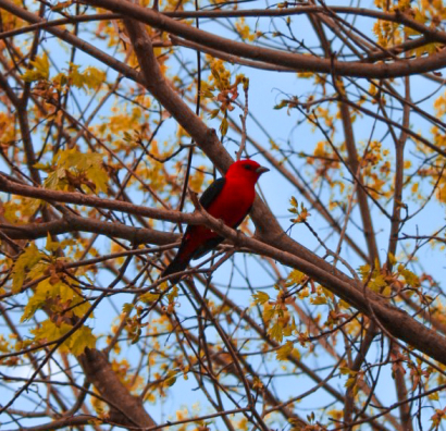 Vibrant bird