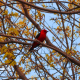 Vibrant bird