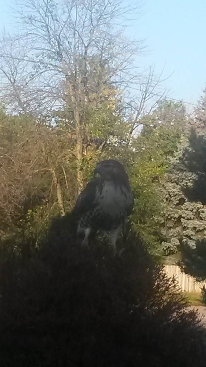 TheHawk
