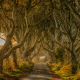 Dark Hedges