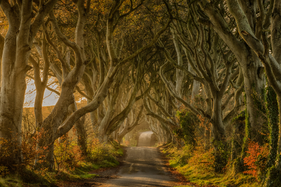 Dark Hedges