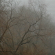 Fog