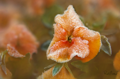 Frosty Pansy