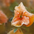 frosty-pansy